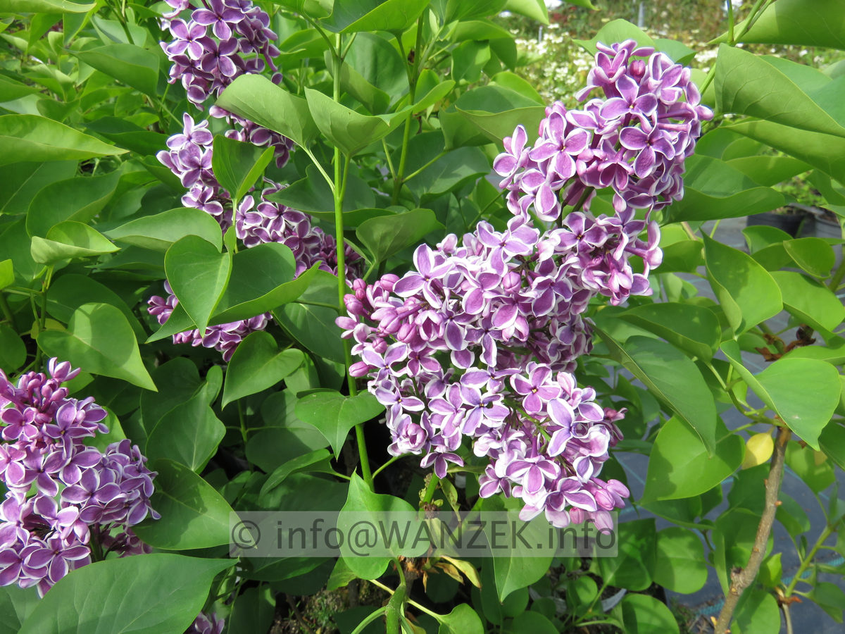 Syringa vulgaris Sensation 06.JPG